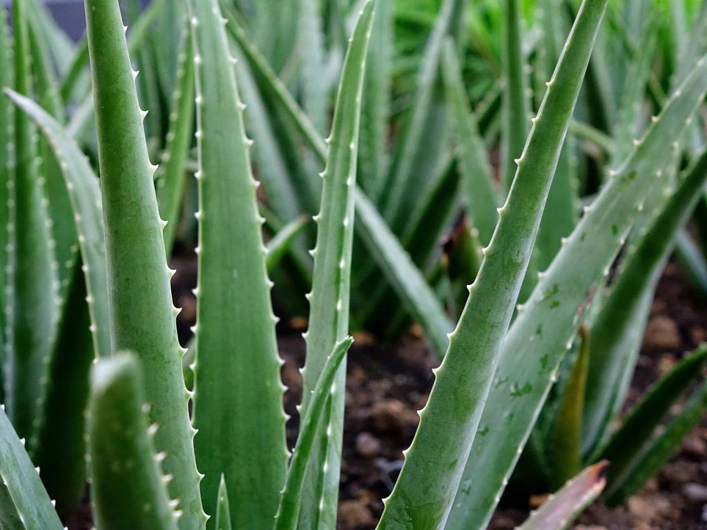 Les bienfaits méconnus du gel après-soleil à base d’aloe vera